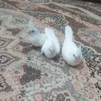 جوجه عروس|پرنده|زهک, |دیوار