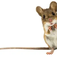 سمپاشی تضمینی بدون ترک محل