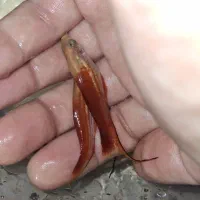 ماهی دم شمشیری|ماهی|بندر انزلی, معلم|دیوار