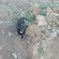 پا کوتاه سگ قیمت ۲/۳۰۰