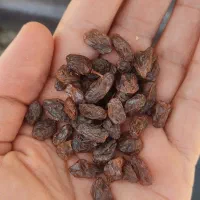 کشمش طبیعی پاک شده و ارگانیک