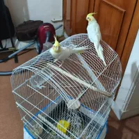 یک جفت عروس هلندی نروماده تخمگذارباقفس