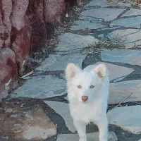 سگ خونگی و تربیت شده