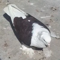 معاوضه با کلفه