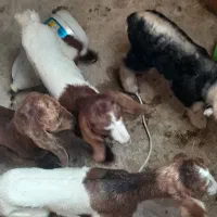 بزغاله شیری