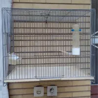 قفس پرنده|لوازم جانبی حیوانات|شیراز, شهرک استقلال|دیوار