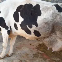 گاو هلشتاین باگوساله مونتبلیار سیمینتال|حیوانات مزرعه|کوهدشت, |دیوار