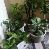 گل اپارتمانی|گل و گیاه طبیعی|یاسوج, |دیوار