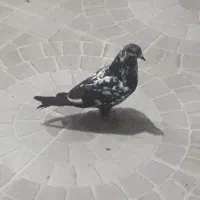 بگیری معاوضه