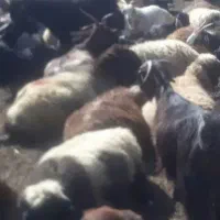 واگذاری گوسفند بز