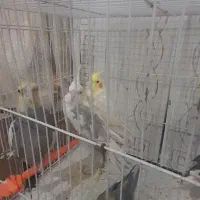 عروس هلندی|پرنده|تربت جام, میرقوام الدین|دیوار