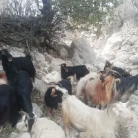 باسلام فروش 14 راس بزداشتی ابستن|حیوانات مزرعه|کازرون, |دیوار