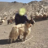 نربز.تکشاد.شاخ راست