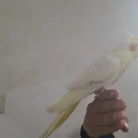 عروس هلندی|پرنده|بروجرد, |دیوار