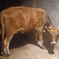 سلام فروش دوراس لیشه