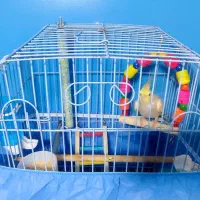 عروس هلندی ماده