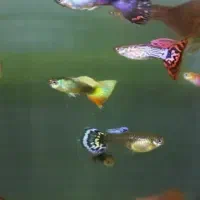 ماهی گوپی همه رنگ و نژاد درهم پک های ویژه|ماهی|مشهد, پروین اعتصامی|دیوار