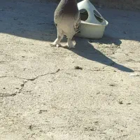 خریدار جوجه کبوتر هستم