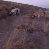 سگ دورگ تازی شکاری گله ای|سگ|سنقر, |دیوار