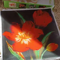 ظرف|ظروف سرو و پذیرایی|رشت, چمارسرا|دیوار