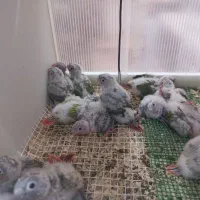 جوجه طوطی گرینچیک