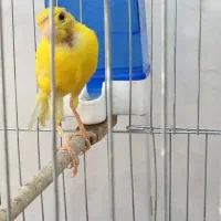 پرنده|پرنده|شیراز, شهرک رضوان|دیوار