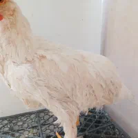 جوجه|حیوانات مزرعه|اسلامشهر, مطهری|دیوار