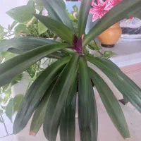 فروش گل طبیعی همراه با ظروف