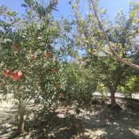 باغ ویلا سهیلیه آب برق گاز،کنتور قانونی|فروش خانه و ویلا|کرج, کمال‌شهر|دیوار