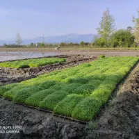نشاء و توم هاشمی درجه یک با تراکم بالا