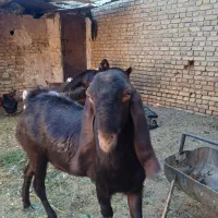 بز پاکستانی