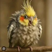 عروس هلندی پیدا شده