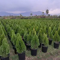 خدمات مشاوره فضای سبز و احداث