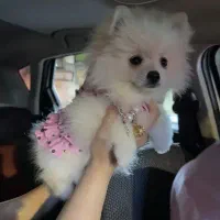 پامر عروسکی شناسنامه دار با وسایل کامل|سگ|کرمانشاه, |دیوار