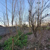 زمین مسکونی شالی