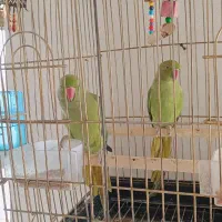 فروش یک طوطی ملنگو