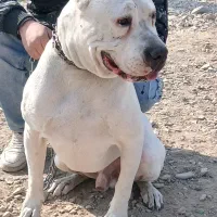 سگ داگو آرژانتینو. سرابی.پژدر.خراسانی ژرمن. پیتبول|سگ|تهران, شهرک شریفی|دیوار