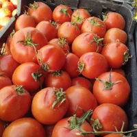 گوجه|خوردنی و آشامیدنی|مشهد, حسین‌آباد|دیوار