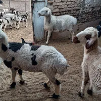 میش وبره|حیوانات مزرعه|میبد, |دیوار