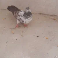 کبوتر|پرنده|ساوه, |دیوار