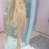 ماهی لجن خوار