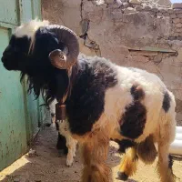 دوتا میش روزگاری ویک نرمیش جوان کله زنگی داشتی