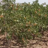 فروش باغ