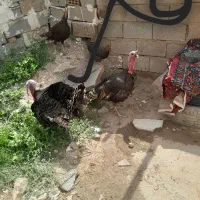 باسلام سع عدد بوقلمون