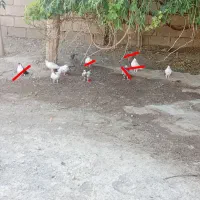 کفتر