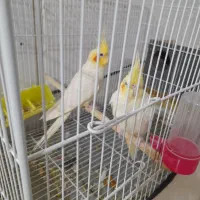 عروس  نر وماده|پرنده|تربت‌حیدریه, یحیی آباد|دیوار