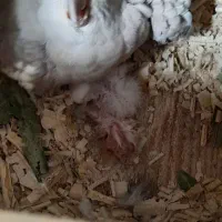 عروس هلندی وایت فیس مولد تظمینی|پرنده|آستارا, |دیوار