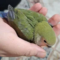 دو عدد عروس هلندی و پنج دونه طوطی برزیلی|پرنده|فردیس, فردیس|دیوار