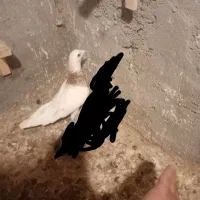 سار سرور|پرنده|سیدآباد, |دیوار