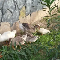 فروش غاز و قوغاز و اردک